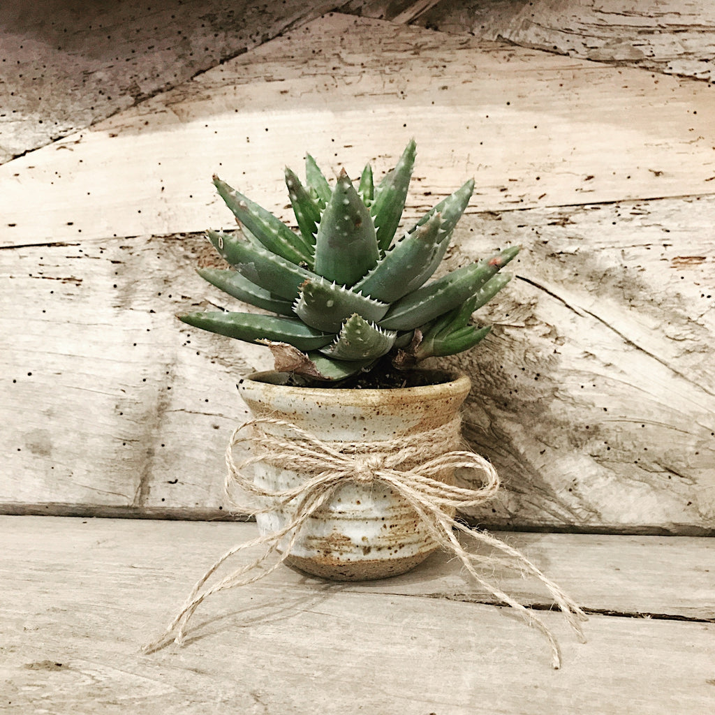 Found goods~cactus pot
